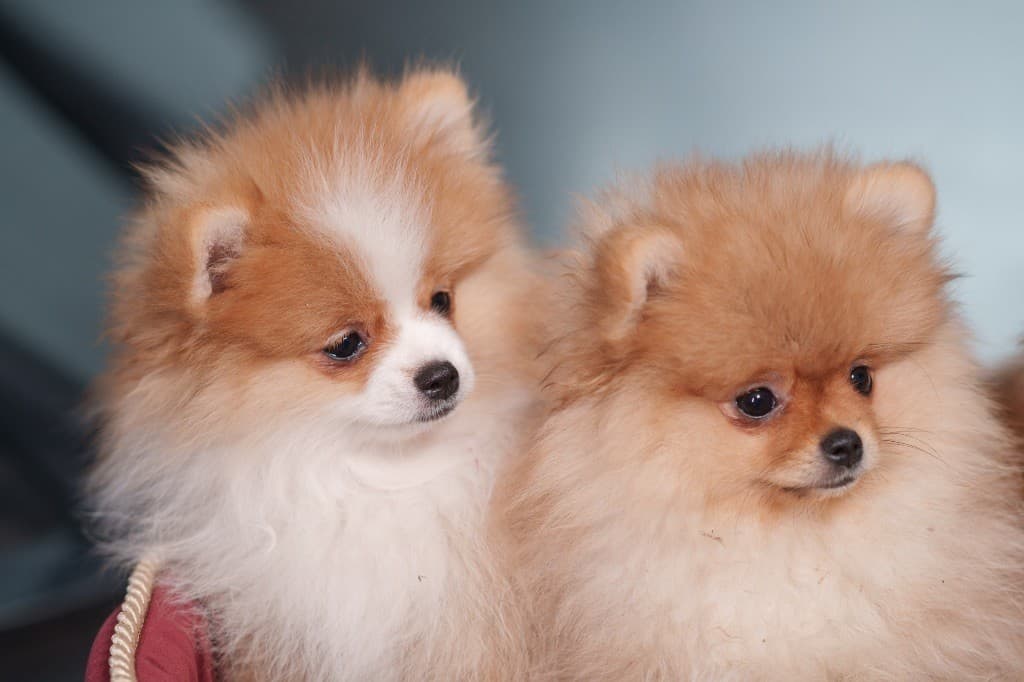 Deux chiots Spitz Allemand nain assis côte à côte, pelage roux et blanc, regardant sur le côté.