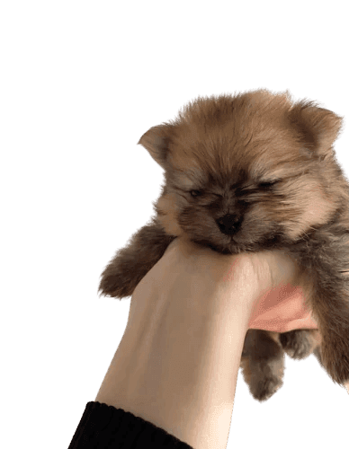 Main tenant un chiot Spitz Allemand nain brun, yeux fermés, dans un environnement sécurisé.