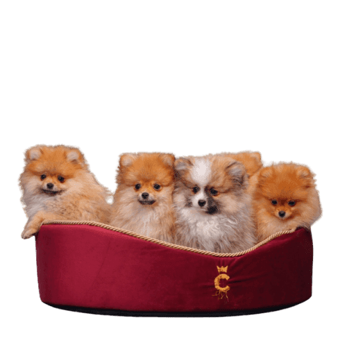 Portée de chiots Spitz Allemand nain dans un panier rouge, calmes et attentifs.