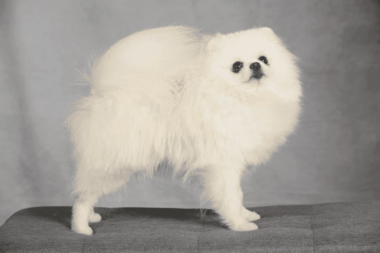 Spitz Allemand nain blanc pur, pelage long et soyeux, debout sur fond gris.