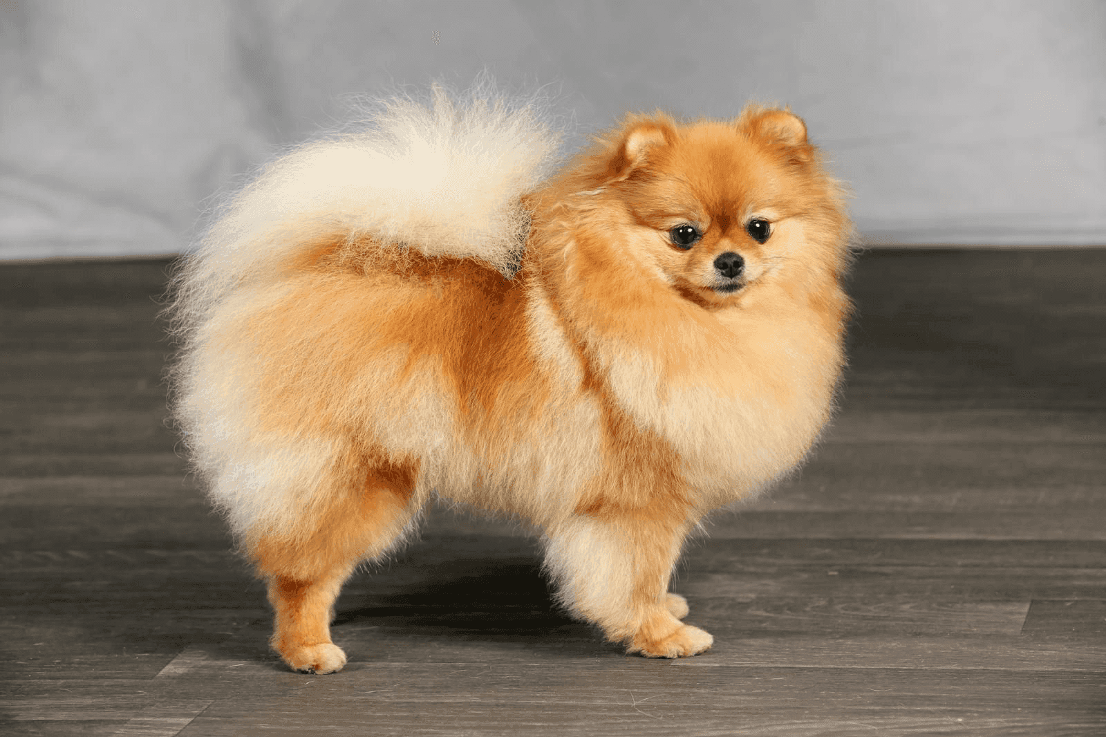 Spitz Allemand nain fauve orangé, pelage dense et queue en panache, posé fièrement.