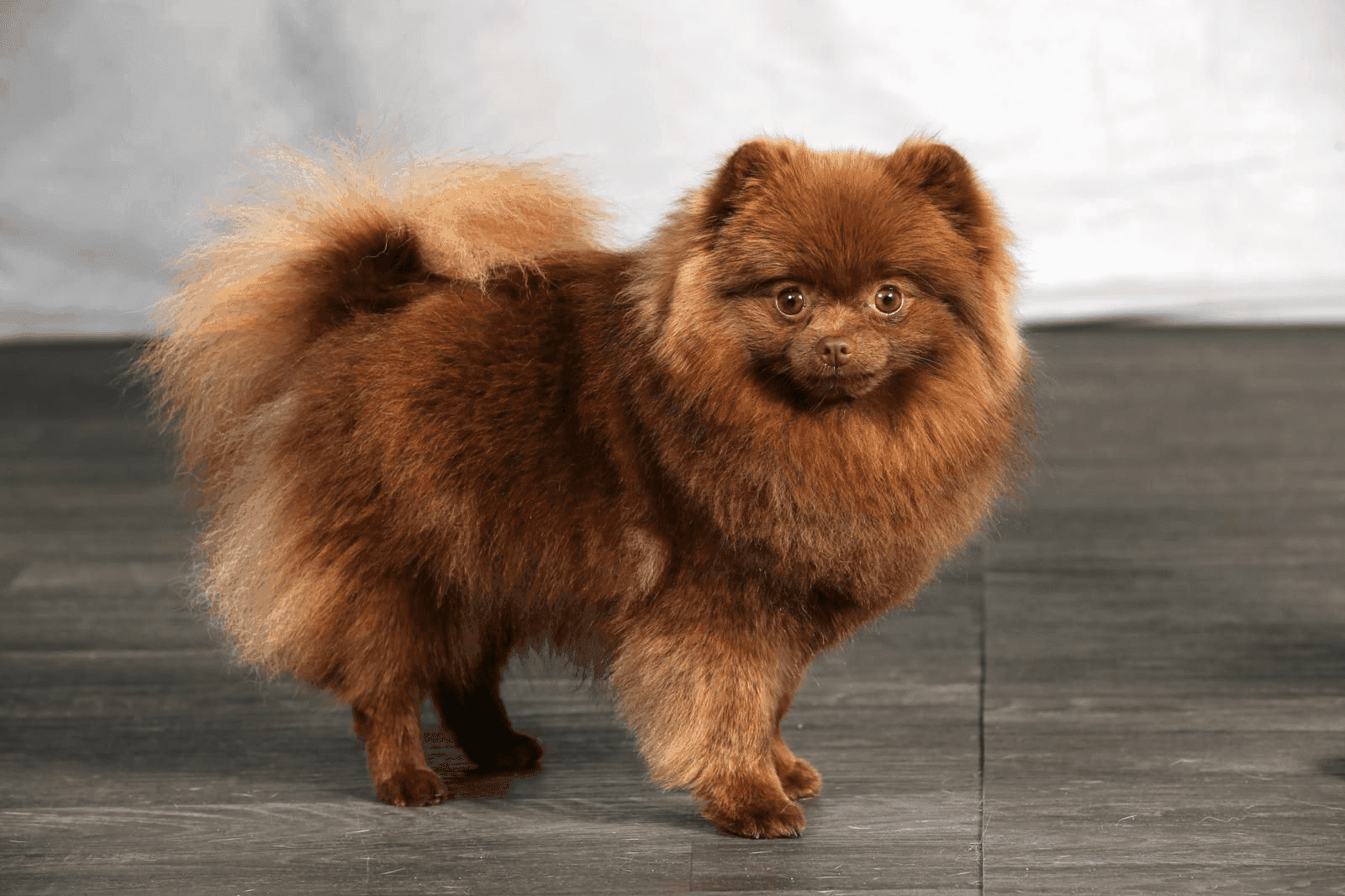 Spitz Allemand nain chocolat, pelage épais et brillant, yeux expressifs.