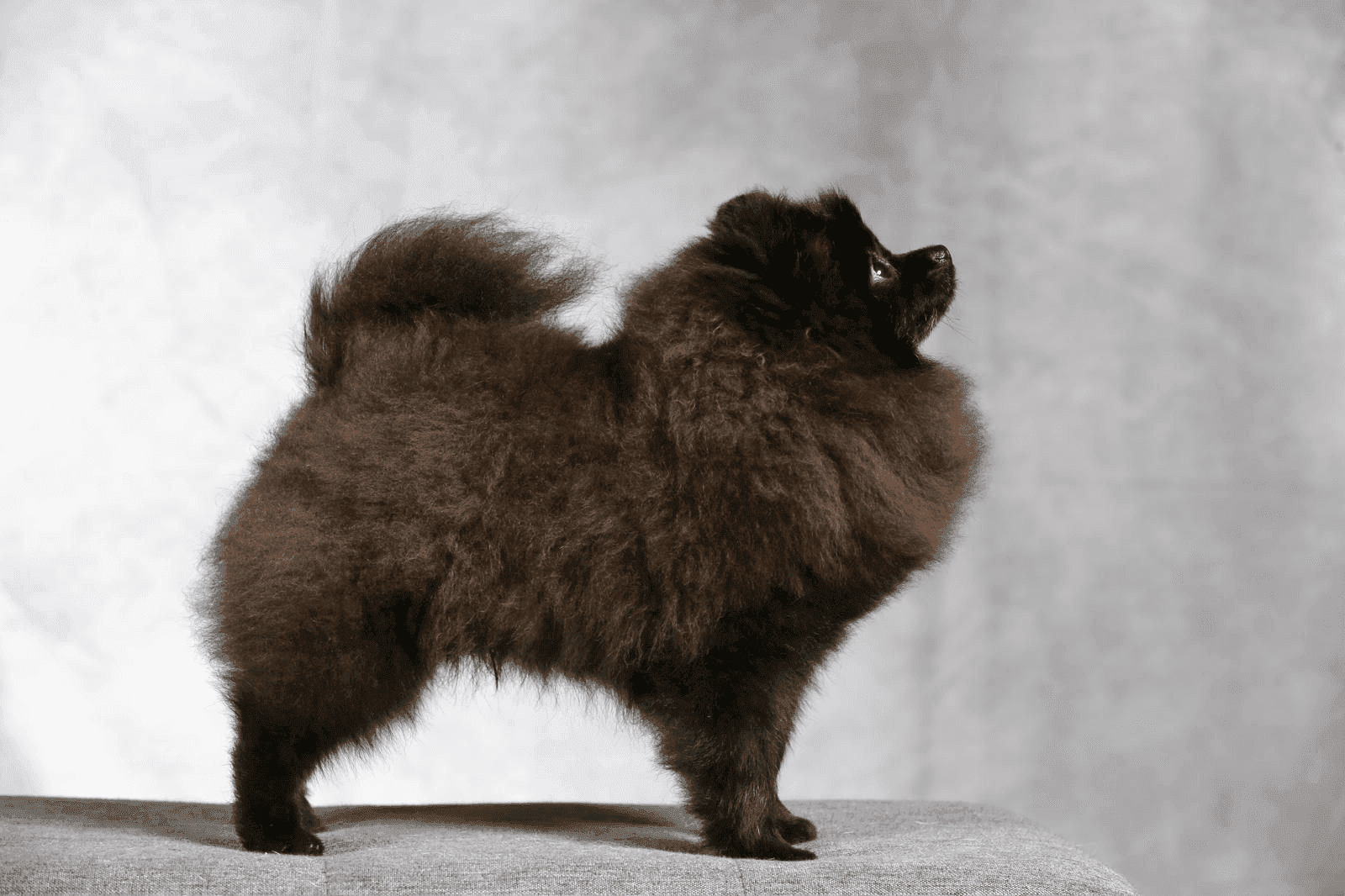 Spitz Allemand nain noir intense, silhouette compacte et élégante.