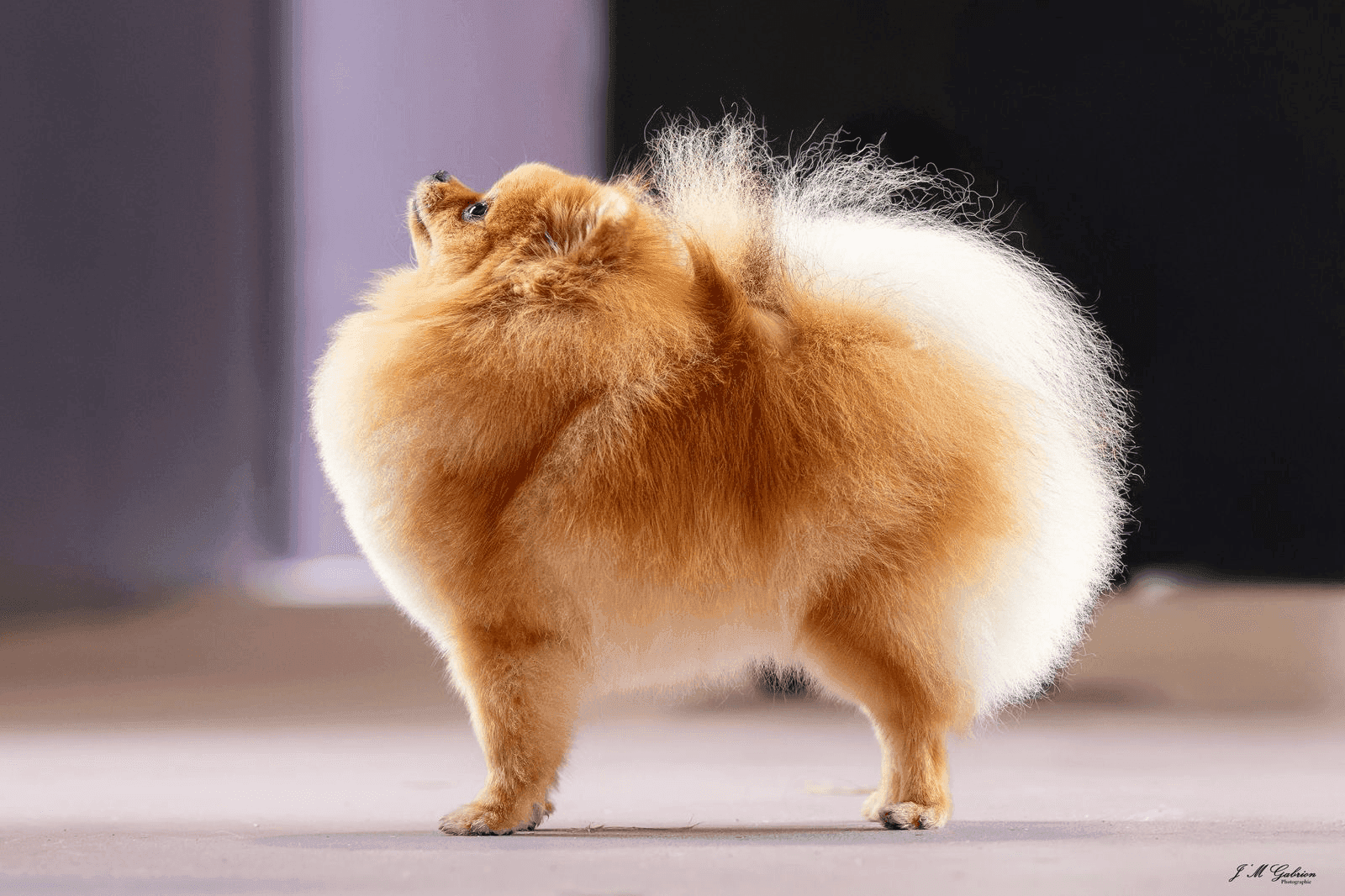 Spitz Allemand nain fauve charbonné, pelage volumineux et queue recourbée sur le dos.