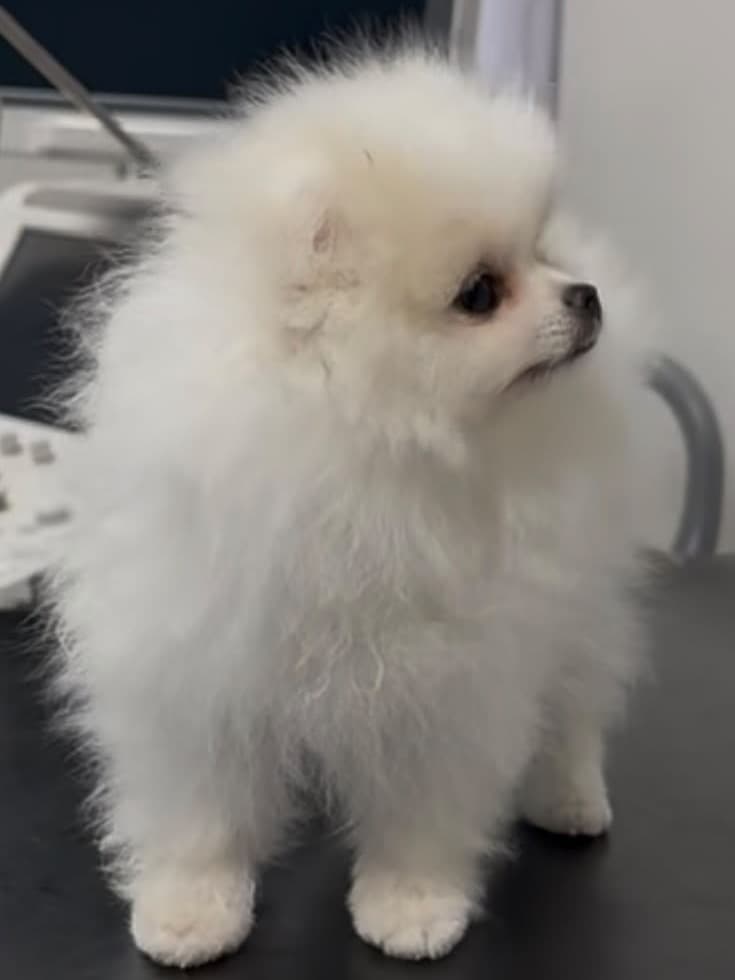 Bonbon, chiot spitz nain pomeranian (femelle)