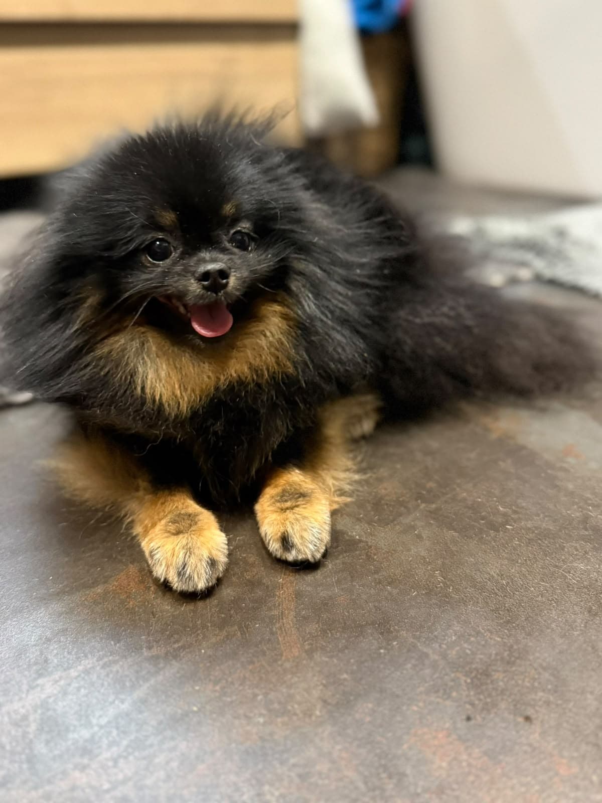 Victory, spitz nain pomeranian adulte (femelle, 1 an et 6 mois)